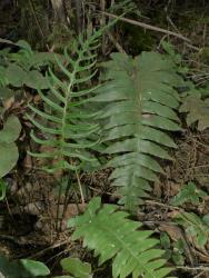 Blechnum deltoides. Fertile frond with falcate pinnae.
 Image: L.R. Perrie © Leon Perrie CC BY-NC 3.0 NZ